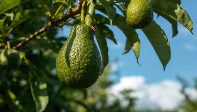 Ettinger type avocado maturing on the branch