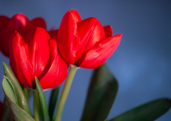 tulips on a wooden board. good for mother's day, easter, valentine's day or other holidays symbolizing love