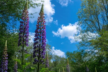 Fototapeta premium Vibrant purple lupine flowers against a clear summer sky