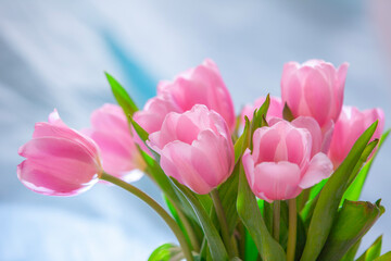 Fresh spring pink tulips with  blur blue background.