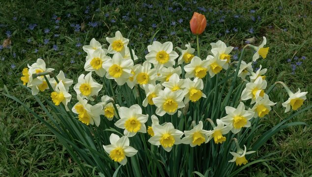A garden patch filled with vibrant yellow and white daffodils, set against a backdrop of tiny navy blue blossoms scattered through lush green grass, with one lone orange tulip at the edge.