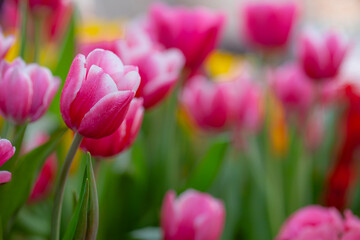 Colorful tulips in the parkbeautiful tulips field in spring time