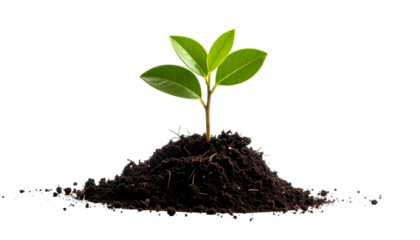 A young sprout with green leaves grows atop a mound of dark soil against a stark black background