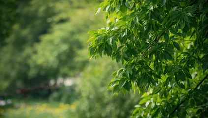 Ingelijste posters Ziekenhuis Fresh and soothing green foliage in a natural outdoor setting  © Cyber Shutter