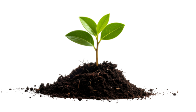A young sprout with green leaves grows atop a mound of dark soil against a stark black background