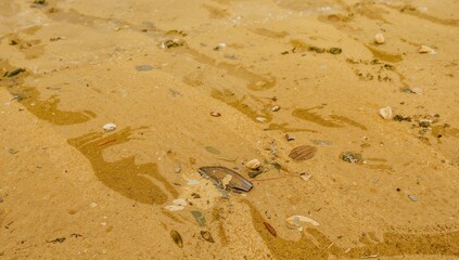 Moist shore sand surface pattern
