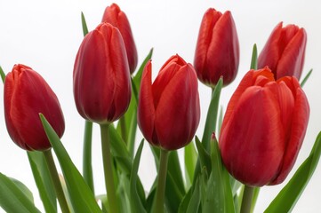 Fototapeta premium Close-up of vibrant red tulip blossoms and buds