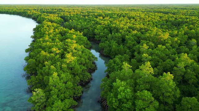 Aerial drone view slowly panning across a lush green mangrove forest coastline, revealing unique natural patterns and textures abstract, mangroves, growth