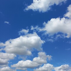 Obraz premium Beautiful blue sky, shady trees with green leaves and branch in public | Natural photos