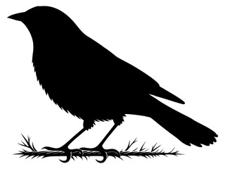 bird silhouette on white background