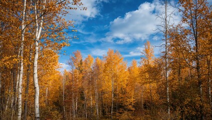 Fototapeta premium Autumn Leaves of Aspen Trees