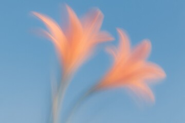 Fototapeta premium Dreamy pastel floral with soft motion blur and sunny blue sky