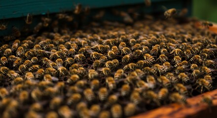 A close-up view capturing numerous honeybees swarming around and inside a wooden hive structure