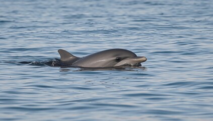 Obraz premium Dolphin breaking through the water's surface