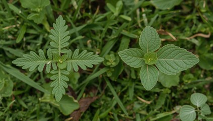 Top view of a small clearing showing two types of plants: one with intricately lobed serrated pinnate leaves and the other with smooth rounded leaves, featuring natural textures of grass and foliage