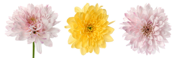 Fototapeta premium Three different chrysanthemum flowers isolated on white, set