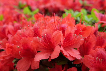 満開の真っ赤なツツジの花