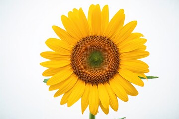 Fototapeta premium Close-up of a sunflower against a plain white backdrop