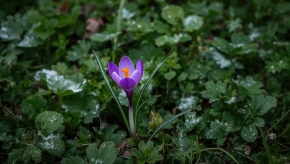 Vibrant Crocus Bloom Amidst Garden Foliage