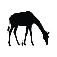 Silhouette of a Giraffe Grazing on Grass in a White Background, giraffe grazing silhouette vector illustration