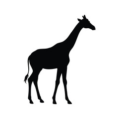 A black giraffe silhouette standing against a plain white background, majestic African creature, giraffe standing silhouette vector illustration
