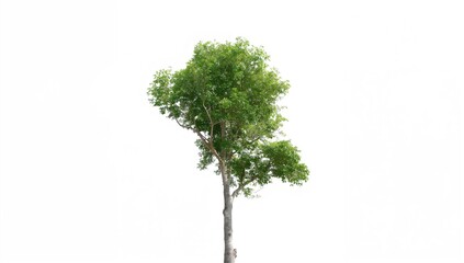 Fototapeta premium Green trees on a plain white backdrop
