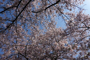 Cherry Blossoms in Spring