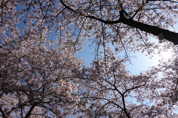 Cherry Blossoms in Spring