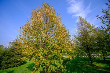 Autumn at Portello park in Milan, Italy