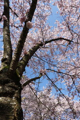 Cherry Blossoms in Spring