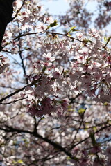 Cherry Blossoms in Spring