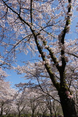 Cherry Blossoms in Spring