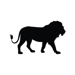 Silhouette of a regal male lion, walking with confidence, strength and power, lion walking silhouette vector illustration