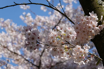 Cherry Blossoms in Spring