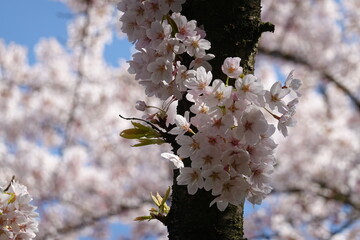 Cherry Blossoms in Spring