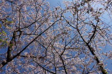 Cherry Blossoms in Spring