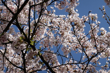 Cherry Blossoms in Spring