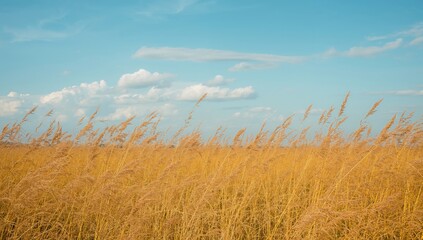 Fototapeta premium Golden grass beneath a clear blue sky
