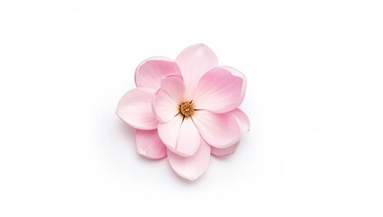 Obraz premium Isolated pink magnolia blossom on a white backdrop with complete focus. Overhead perspective. Flat arrangement.