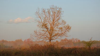 Fototapeta premium Tree bearing sparse foliage