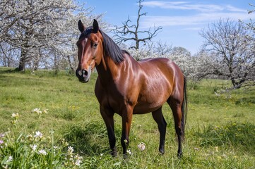 Obraz premium Equine grazing in a lush meadow surrounded by blossoms and greenery during springtime