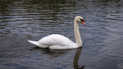 Naklejka premium Elegant white bird gliding across the water surface.