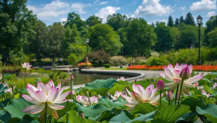 White and Pink Lotus Flowers Blooming During Summer in a Garden