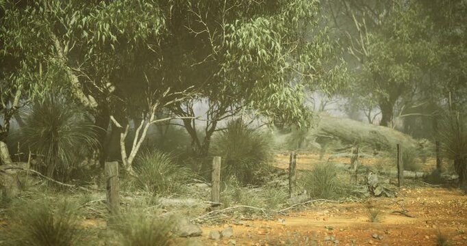 A tranquil rural environment shows dry earth with sparse grasses and scattered shrubs. Fencing outlines the area while trees frame the background under a misty atmosphere, suggesting a warm climate.