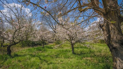 Fototapeta premium Apple trees blossoming in spring