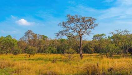 Fototapeta premium The tiger sanctuary features breathtaking scenery.