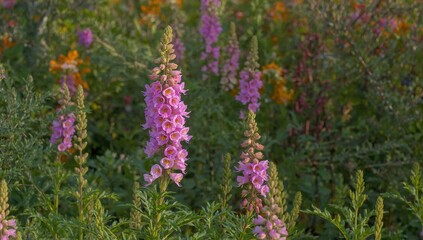 Fototapeta premium Pink snapdragon blossoms blooming in a garden setting during spring and summer. Vertical shot.
