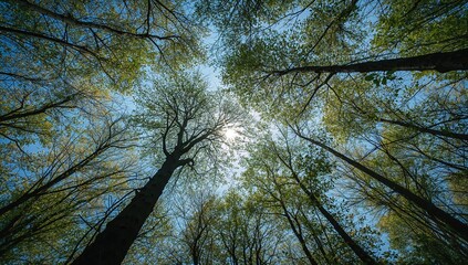 Looking skyward beneath the trees! Upward shot capturing branches and leaves against a bright summer sky in a wooded area.
