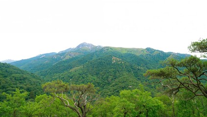 Wide mountain landscape featuring a solitary tree against a white backdrop