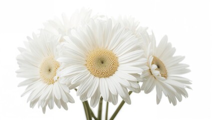 Close-up Macro of White Daisy Flowers with Extensive Depth of Field on a White Backdrop